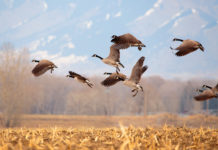 EPKK ja ETKL kutsuvad üles ka 2025. aastal linnukahjudest teada andma kasutades selleks JAHIS keskkonda.