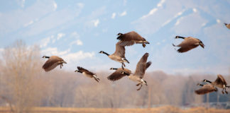 EPKK ja ETKL kutsuvad üles ka 2025. aastal linnukahjudest teada andma kasutades selleks JAHIS keskkonda.