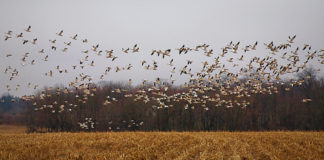 Põllumees, anna Keskkonnaametile linnukahjudest kindlasti teada!