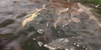 Kutseeksamid augustis 2019