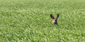 EI TOIMU! – 19.03.2020 – Infopäev Natura 2000 toetuse erametsamaale saamise tingimused ja kohapealne kontroll