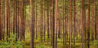 28.11.2019 – Metsandustoetuste üleriigiline infopäev