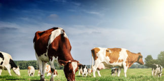 Copa elects new president and six vice-presidents