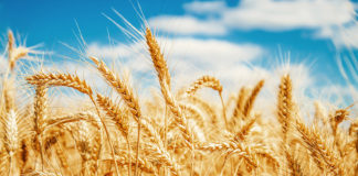 Tänane teadmatus tuleviku osas paneb mahetootjad valiku ette