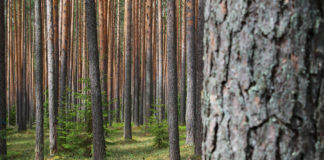 Riigikogu toetas EPKK ettepanekut suurendada metsast teenitud tulu tulumaksuvaba piiri tõstmist 5000 eurole