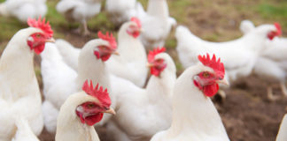 14.11.2019 – Bioturvalisus linnukasvatusettevõttes