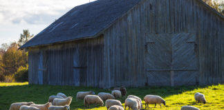 01.11.2019 – Lamba- ja kitsekasvatajate aastakonverents 2019