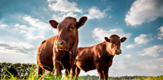 Eesti tõuloomade eksport Kasahhi ja Gruusiasse on hoo sisse saanud