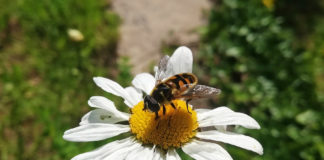 Arutelu: Kas glüfosaat võib aidata kaasa suurema bioloogilise mitmekesisuse saavutamisele?