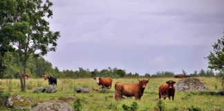 21.11.2019 – Lihafoorum 2019