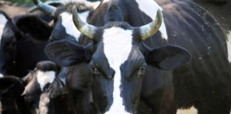 Juhend suu- ja sõrataudi kahjustuste vanuse hindamiseks