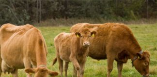 17.12.2019 – Ohustatud tõud ja loomageneetiliste ressursside säilitamine – eesti maatõugu veis