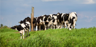 EPKK peab oluliseks üleminekutoetuste maksmist nii sellel kui järgmisel aastal