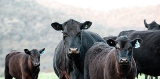 14.04.2021 – EPKK infopäev Loomakasvatust mõjutavad kliimapoliitika arengud