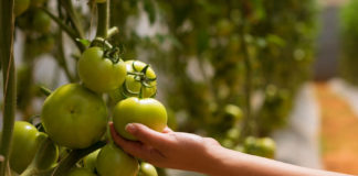 Pöördumine: Välismaa põllutöölised tuleb ka eriolukorra ajal Eestisse lubada