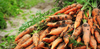 Käibemaksu langetamine soodustaks kodumaise puu- ja köögivilja tootmist ja tarbimist