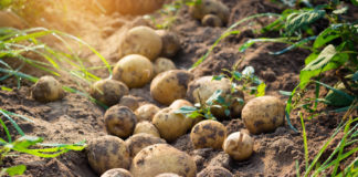 Mida tähendab taimekaitse?