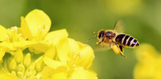 Koja seisukohad Euroopa elurikkuse strateegia ettepaneku kohta