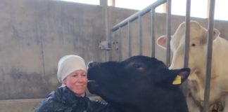 Uus võimalus aretuspullide sigimisvõime kontrolliks