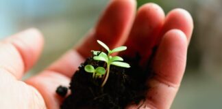 13.-14.10.2021 – EPKK seminar „Toitainete bilanss – tähtsus põllumajanduses, võimalikud lähenemised ja kalkulaatorid“