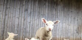 Euroopa Komisjon andis põllumajanduse erakorralise toetuse maksmiseks rohelise tule