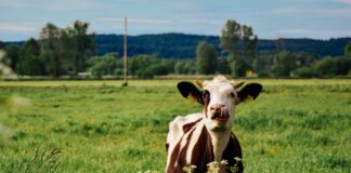 Põllumees, anna teada, mis on Sinu huvid bioressursi väärindamisel!