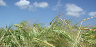 Tööd alustas Põllumajandus- ja Toiduamet