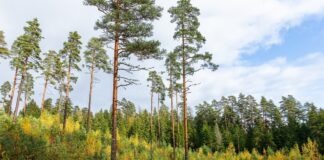 Eesti Erametsaliit: Looduskaitse piirangud ei peaks olema üksnes maaomaniku kulu