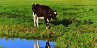 07.10.2021 – EPKK infopäev „Loomakasvatust mõjutavad kliimapoliitika arengud “