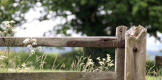 Põllumäe: Roheleppe rongile ei võeta kõiki peale