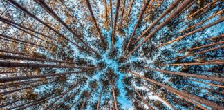 Võeti vastu Euroopa Liidu uus metsastrateegia