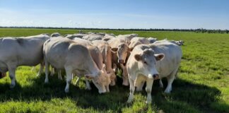 Kui kliimasõbralik on Eesti põllumajandus?