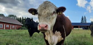 ELi eesmärgid tähendavad kohaliku põllumajandustootmise vähenemist