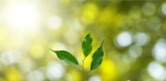 Biomassi väärindamine: Ilmunud on BB4V projekti uudiskiri