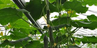 AS-i Grüne Fee Eesti korduskontrolli tulemused olid puhtad