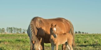 28.10.2021 – EPKK infopäev „Ohustatud tõud ja loomageneetiliste ressursside säilitamine – eesti hobune, eesti raskeveohobune, tori hobune“