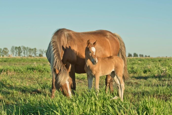 Eesti_hobune_Annika_Treial