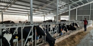 Eesti tõuloomade aretus on jõudnud Euroopa tippu ja avanud ekspordiks uusi turge