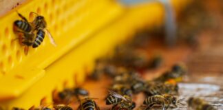 Eestis ei ole kolme aasta jooksul taimekaitse tõttu hukkunud ühtegi mesilasperet