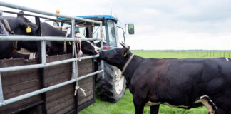 Selgusid piimalehmade, lihaveiste ja sigade jõudlusnäitajad