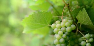 Eesti arvati põhjapoolseimasse viinamarjakasvatusvööndisse