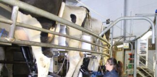 Valitsus pikendas ukrainlaste lühiajalise töötamise võimalust