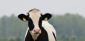 Pärnus kohtuvad piimatootjad ja -töötlejad