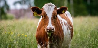 Suu- ja sõrataudi ennetamine