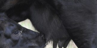 17.03.2023 EPKK infopäev „Majandusnäitajate arvutamine lihaveisekasvatusega tegelevas ettevõttes“