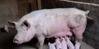 Maaelukomisjon arutas olukorda seakasvatuses