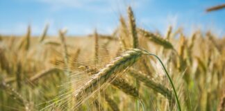 Ants Noot: Valitsuskoalitsiooni läbirääkimistel ei tohi unustada kestlikku toidutootmist