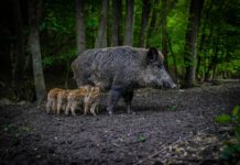 Kätte on jõudnud sigade Aafrika katku leviku kõrgaeg