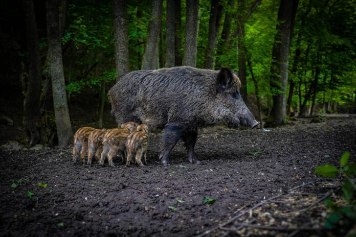 wild-boar-g7c475fd2d_1920