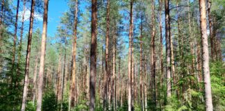 Esimese poolaasta puidu hinnad on pakkunud üllatusi